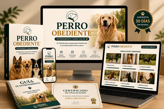 Perro Obediente | Programa de Entrenamiento Canino